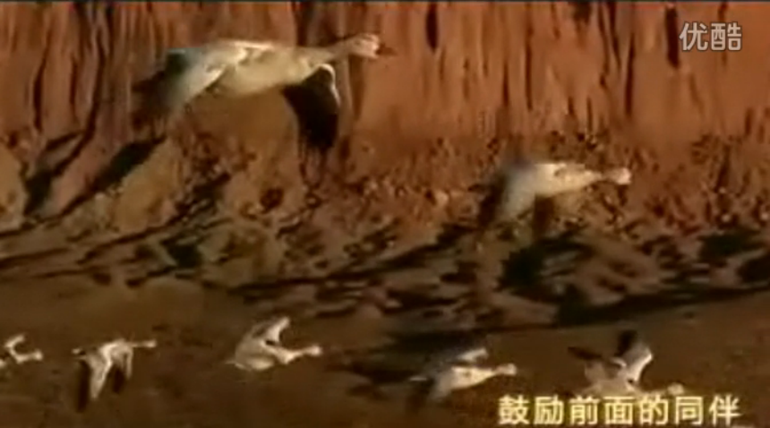 海特年會(huì)——雁陣文化